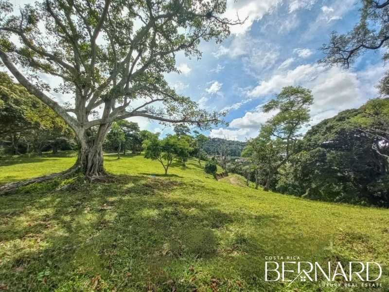 Lush green property with rolling hills and trees, ideal for luxury condo development